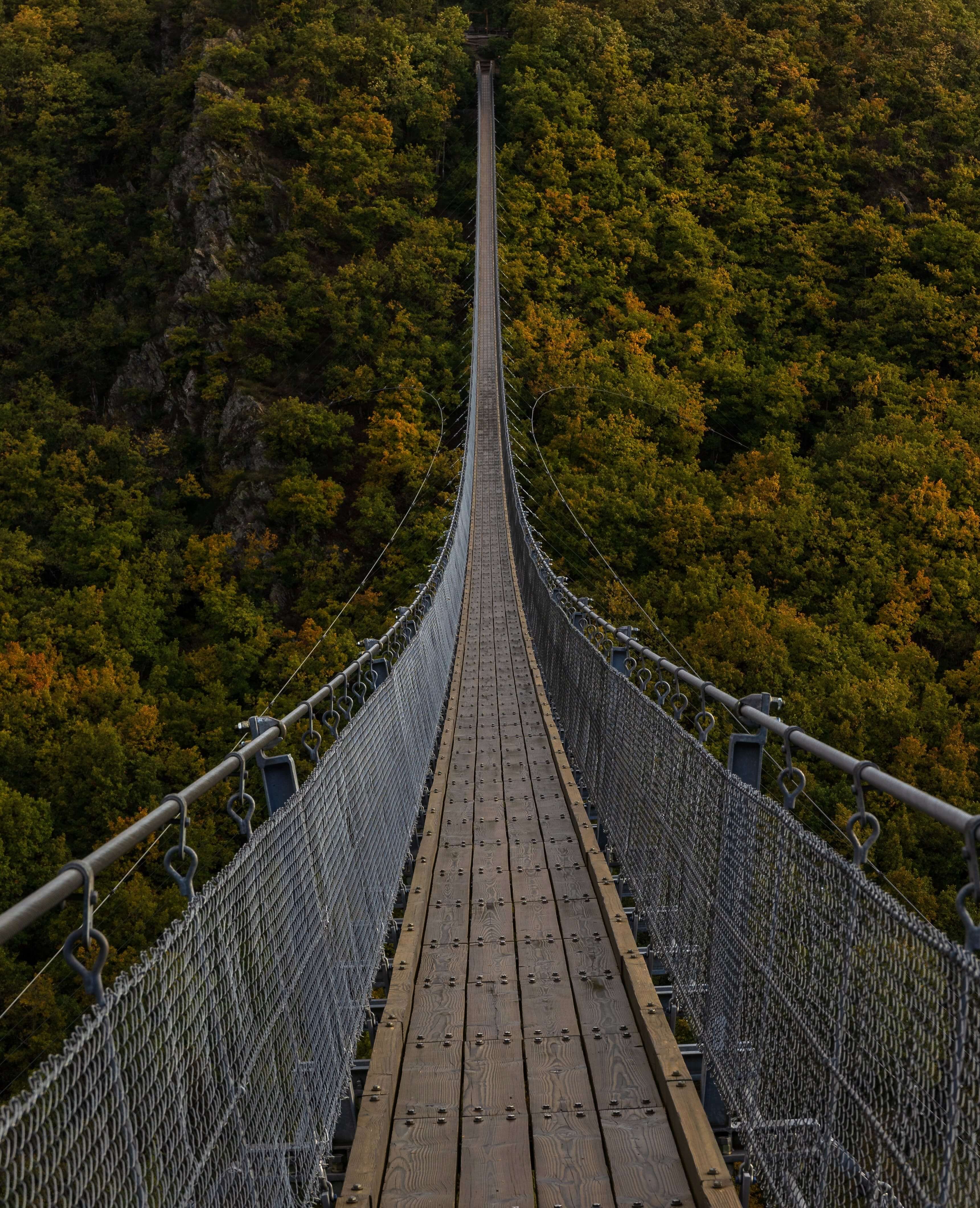 long bridge over a forest